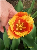 tulipan Lambada - lat. Tulipa